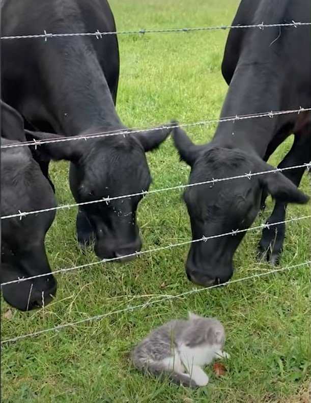 Котенок и коровы. Фото скриншот YouTube