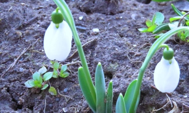 Подснежники, фото: Херсон Онлайн