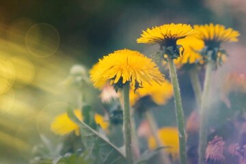 Природа. Фото: YouTube, скрин