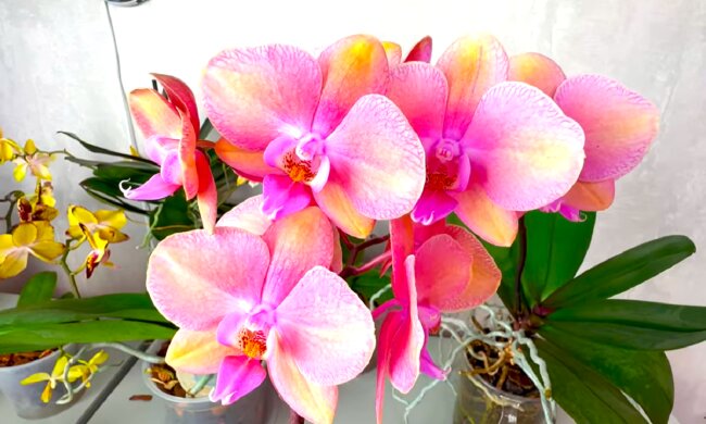 Орхідея. Фото: YouTube