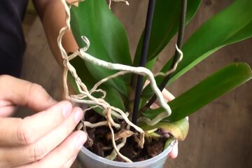 Орхидея. Фото: YouTube