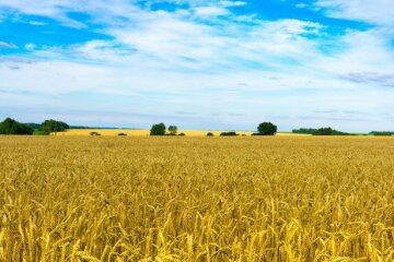 Счет пошел на миллиарды: эксперты назвали стоимость украинского чернозема. От этой цифры кружится голова
