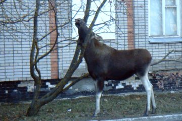 Лось, фото: скриншот видео