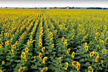 Землі України. Фото: скріншот Youtube-відео