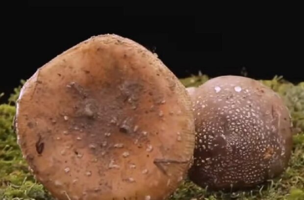Неїстівні гриби. Фото: скріншот YouTube
