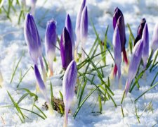 Очередное потепление, фото: Природа мира