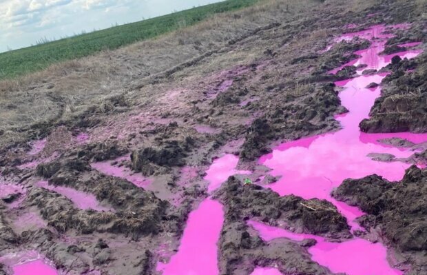 Держекоінспекція досліджує ґрунт біля розливу рожевої речовини на Рівненщині