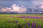 Природа. Фото: скриншот YouTube-видео