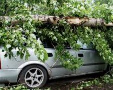 Владельцы автомобилей не спят ночами: в Киеве деревья валятся без причины