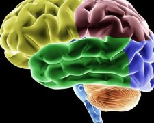 В лаборатории удалось вырастить искусственный человеческий мозг