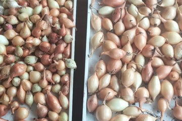 Лук. Фото: youtube.com