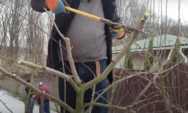 Обрізка дерев. Фото: YouTube, скрін