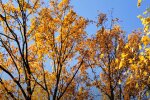 Осень. Фото: скриншот YouTube-видео