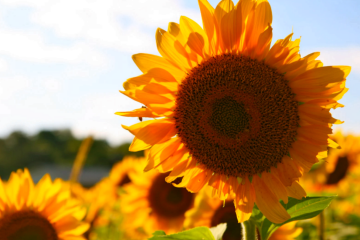 В Укргідрометцентрі розповіли, якою буде погода у неділю, 14 вересня. Фото: YouTube