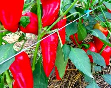Будуть великі "бочки": як правильно доглядати кущі болгарського перцю, щоб виростити хороший урожай овочів