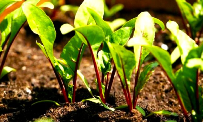 Свекла, огород. Фото: YouTube