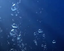 Подводный мир. Фото: скриншот YouTube