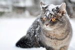 Зима уже пришла: на выходных мокрый снег и ударит сильный мороз, одевайтесь потеплее