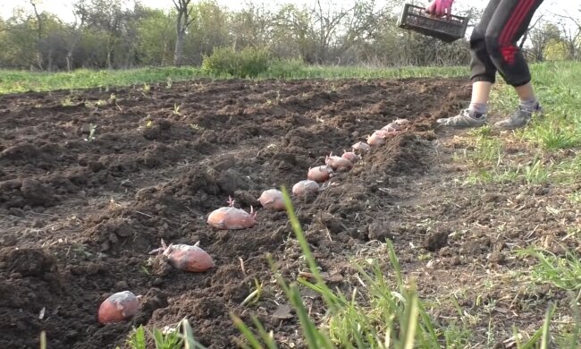 Посадка картоплі. Фото: скріншот YouTube-відео