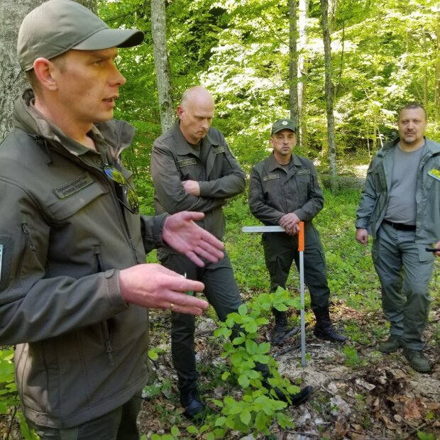 В Держекоінспекції розповіли, хто вирубує українські ліси