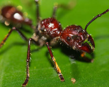 Самый маленький четвероногий робот, меньший, чем голова живого муравья