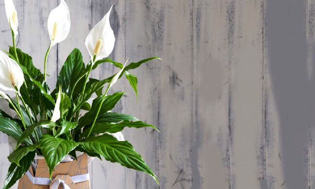 Спатифілум. Фото: YouTube