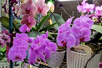 Що робити з орхідеєю, яка вже перецвіла. Фото: YouTube