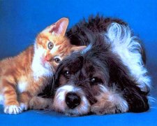 Котенок и собака. Фото: Наша газета