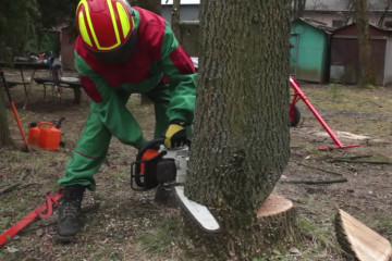 Украинцам рассказали, можно ли без разрешения пилить деревья в своем дворе. Фото: YouTube