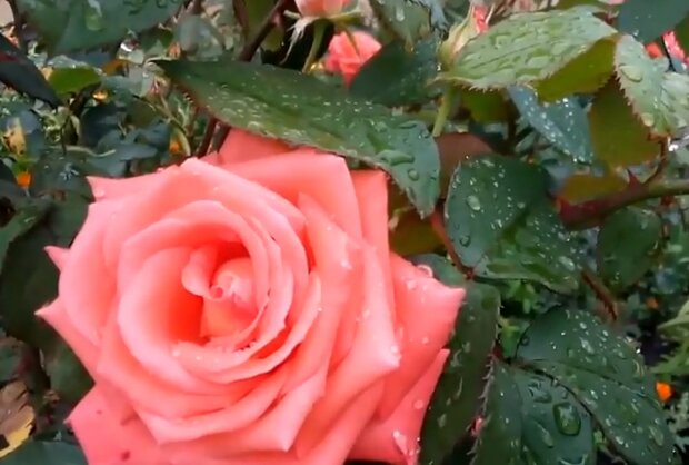 Троянда. Фото: скріншот YouTube-відео