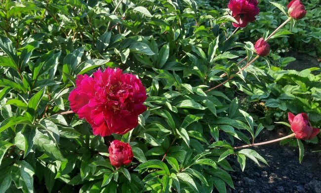 Пионы. Фото: Стена