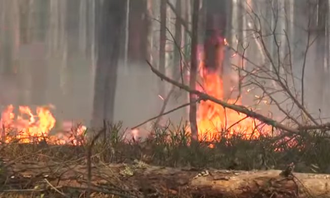 Пожары в Чернобыльской зоне. Фото: youtube