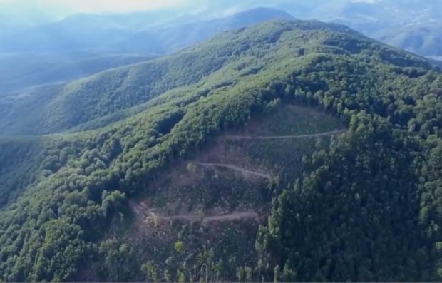 СБУ разоблачила вырубку лесов на Закарпатье. Фото: скрин ssu.gov.ua