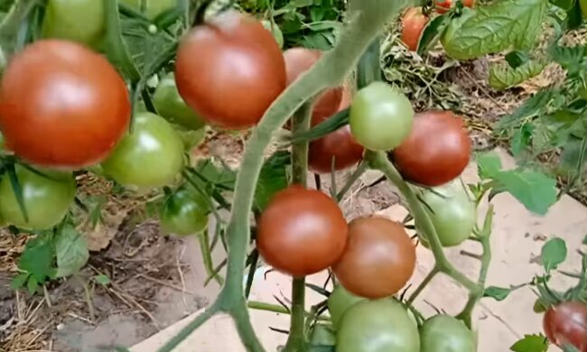 Помидоры. Фото: YouTube