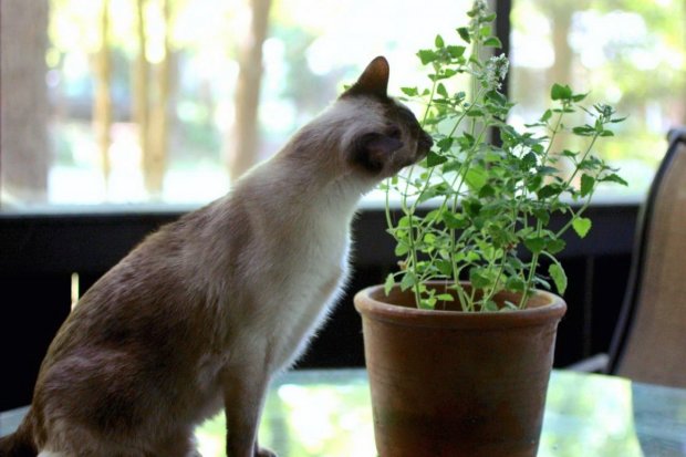 Названы комнатные растения, от которых нужно избавиться, если у вас живет кот