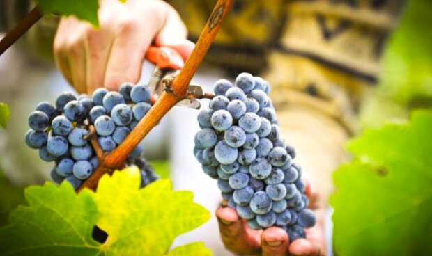 Весенний уход поможет получить хороший урожай винограда - Газета 