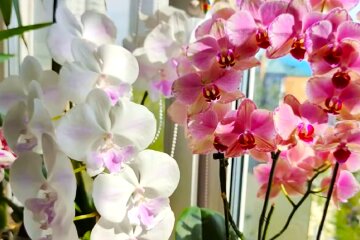 Орхидея. Фото: YouTube