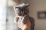 Котенок. Фото: PetsTime.ru
