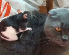 Дружба кошки и крысы. Фото: скриншот YouTube