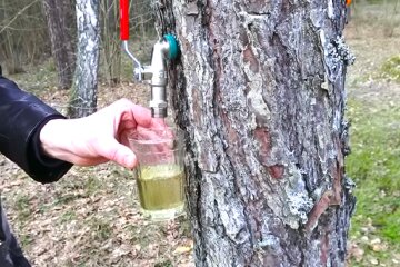 Березовый сок. Фото: YouTube