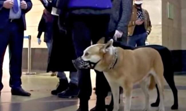 Собака в наморднике. Фото: скриншот Youtube-видео