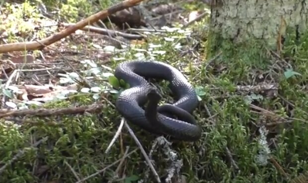 Змія. Фото: скріншот YouTube-відео