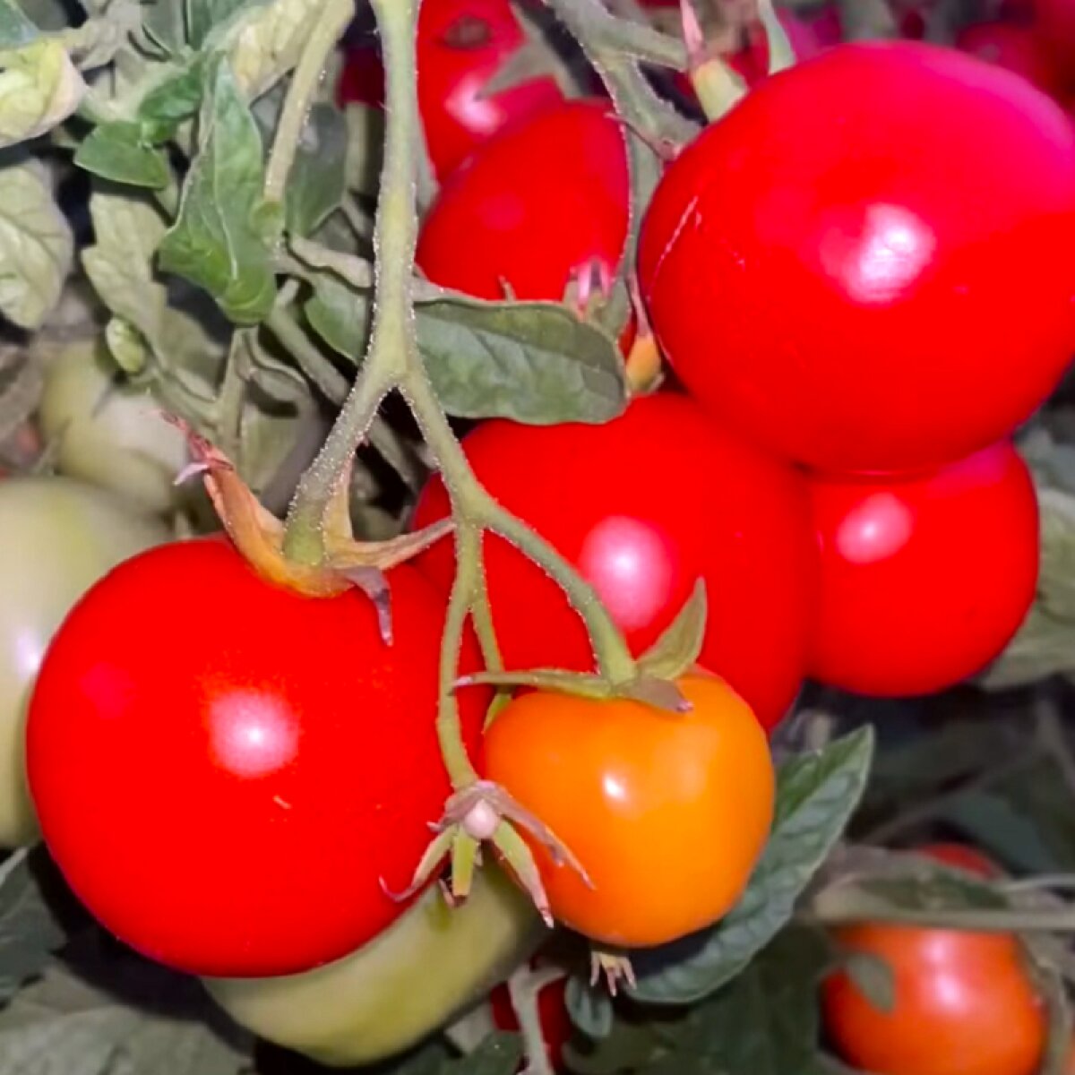 Почему скручиваются листья у помидоров в теплице?
