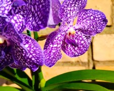 Орхідея. Фото: YouTube