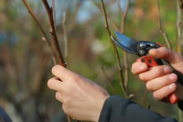 Обрізка дерев. Фото: youtube.com