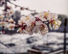 Цветы в снегу. Фото: facebook