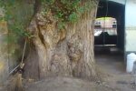 Одесский тополь. Фото: скриншот YouTUbe