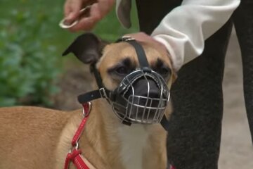 Выгул собак. Фото: скриншот Youtube-видео