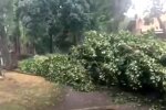 Ураган сломал дерево. Фото: скриншот Youtube