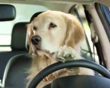 Собака за рулем авто